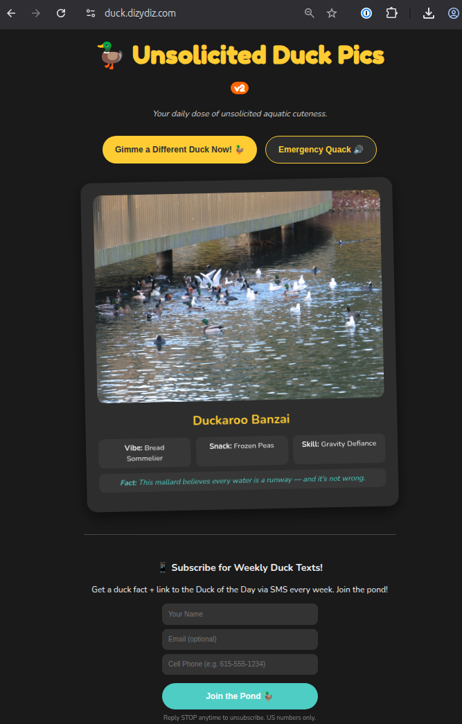 I Built a Website That Emails People a Random Duck Every Day